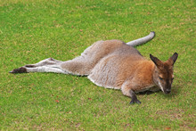 Kangaroo Lying On Grass