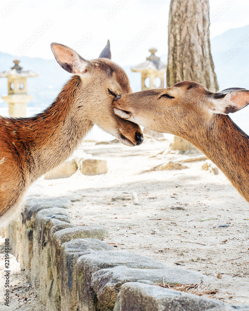 Foto de Stock 仲良しの鹿2匹が顔を重ねる様子 | Adobe Stock Foto de Stock 仲良しの鹿2匹が顔を重ねる様子 | Adobe Stock