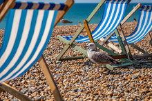 Bird On A Pebble Beach And Deck Chairs