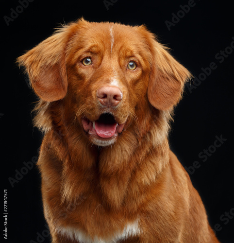 nova scotia duck tolling retriever deutschland