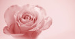 © FrauPixel - beautiful rose on soft pink background