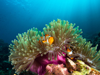 Wall Mural - Nemo clownfish in its host anemone with sun rays coming down in the background