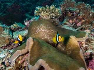 Wall Mural - Clark's anemone fish in their host anemone on a coral reef