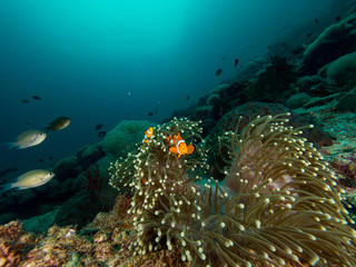 Wall Mural - Nemo clownfish in its host anemone