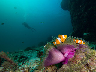 Wall Mural - Nemo clownfish in its host anemone that has a purple mantle. A diver is seen in the background