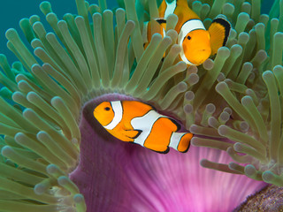 Wall Mural - Two Nemo Clownfish in their host anemone