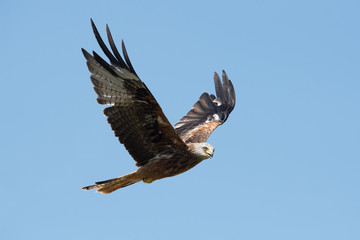 Wall Mural - Red Kite (Milvus milvus)/Red Kite flying through blue summer sky