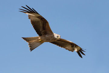 Wall Mural - Red Kite (Milvus milvus)/Red Kite flying through blue summer sky