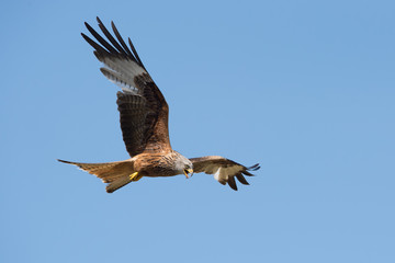 Wall Mural - Red Kite (Milvus milvus)/Red Kite flying through blue summer sky