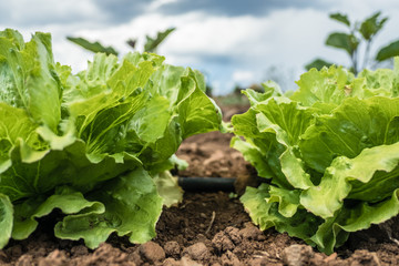 Fresh lettuces in a vegetable garden 