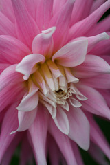 Wall Mural - Closeup of a pink purple dahlia flower