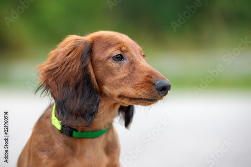 Adorable Long Haired Dachshund Puppy Portrait Outdoors Buy This