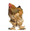 Brahma Rooster standing against white background