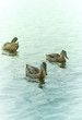 Mallard Ducks on the Lake. Wild birds. Natural landscape with wild  animals