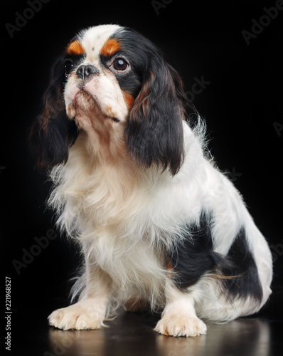 Fotografía Cavalier King Charles Spaniel dog on Isolated Black Background in studio