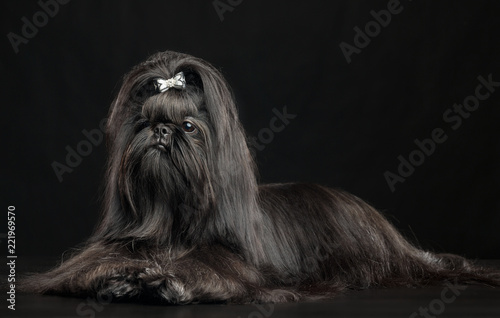 Shih Tzu Dog On Isolated Black Background In Studio Buy This