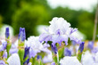 Iris de couleur parme blanc