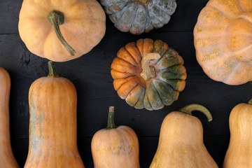 Poster - Butternut and moschata squashes varieties