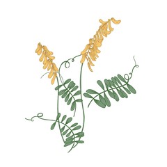 Wall Mural - Tufted or cow vetch flowers, stems and leaves isolated on white background. Wildflower, flowering herb or meadow herbaceous plant. Natural hand drawn vector illustration in elegant retro style.