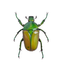 Bug Cetonia Aurata