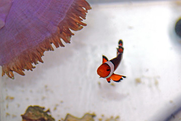 Wall Mural - Clown Fish - The most popular saltwater fish in the world 