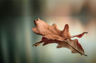 Wall Mural - Dry oak leaf in autumn