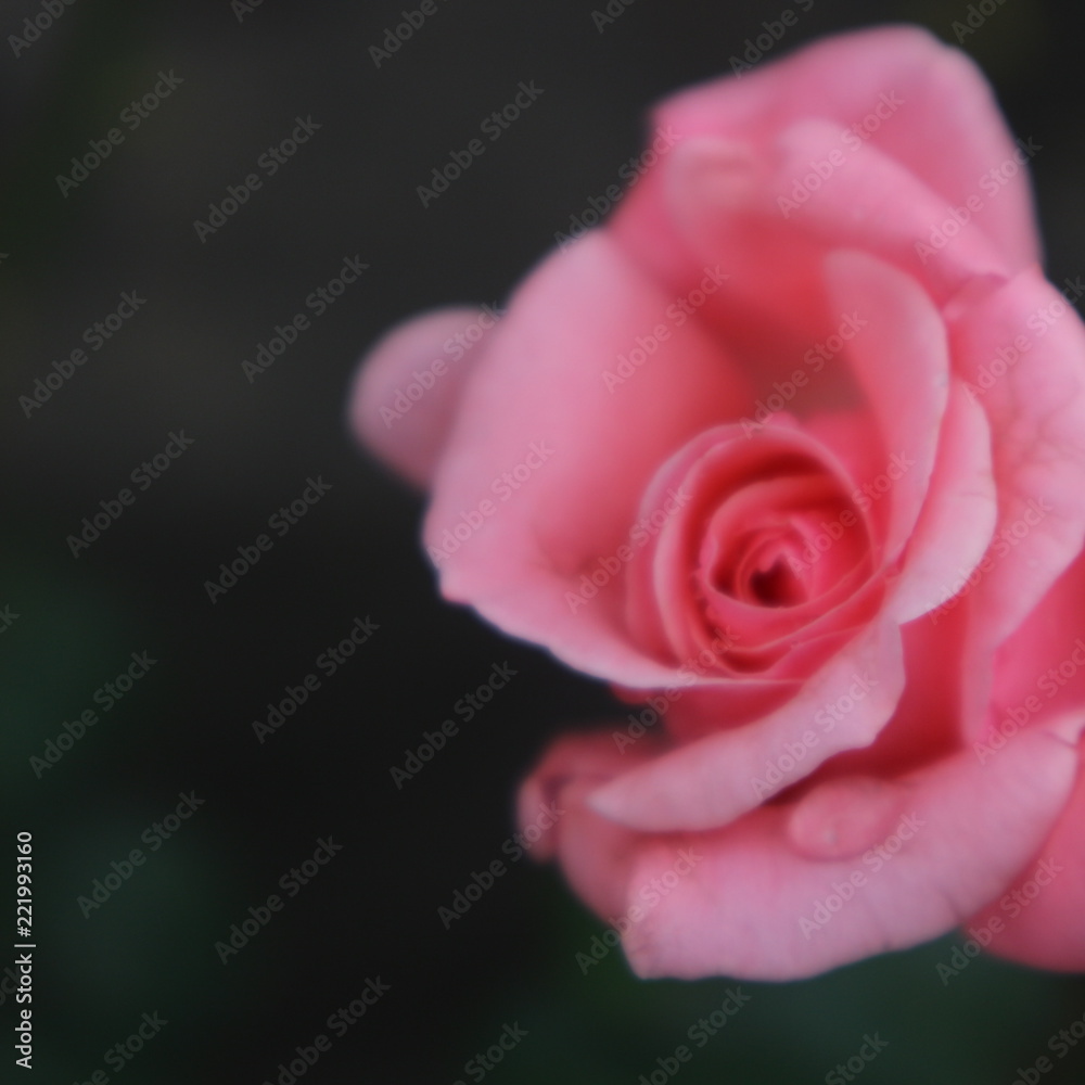 pink rose - obrazy, fototapety, plakaty 