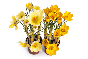 Two beautiful yellow crocus blossoms or croci, (Crocus flavus), flowering plants of the iris family in a pot on white background