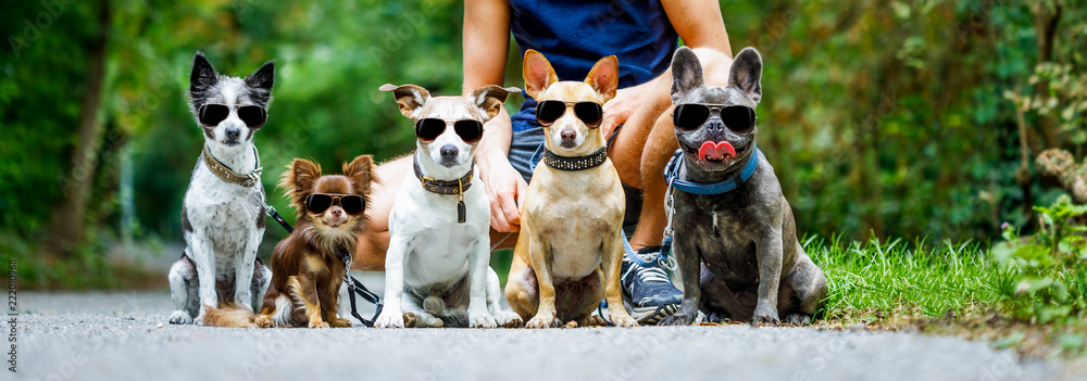 dogs with  leash and owner ready to go for a walk - obrazy, fototapety, plakaty 