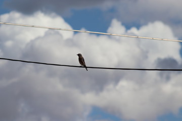 bird on wire