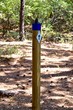 trail marker forward arrow wooden post with pinecone