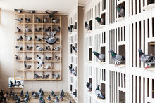 Racing Pigeons Gather Together In Their Loft