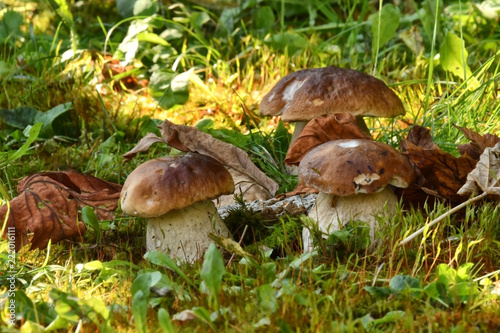 Fotografie, Obraz Freschi funghi porcini, cresciuti nel prato
