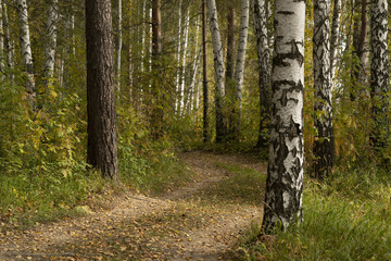 Gravel road in the autumn forest on a sunny afternoon