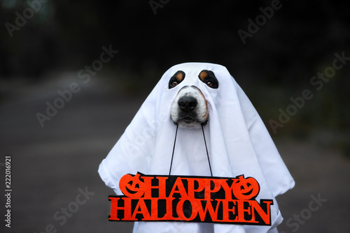dog happy halloween