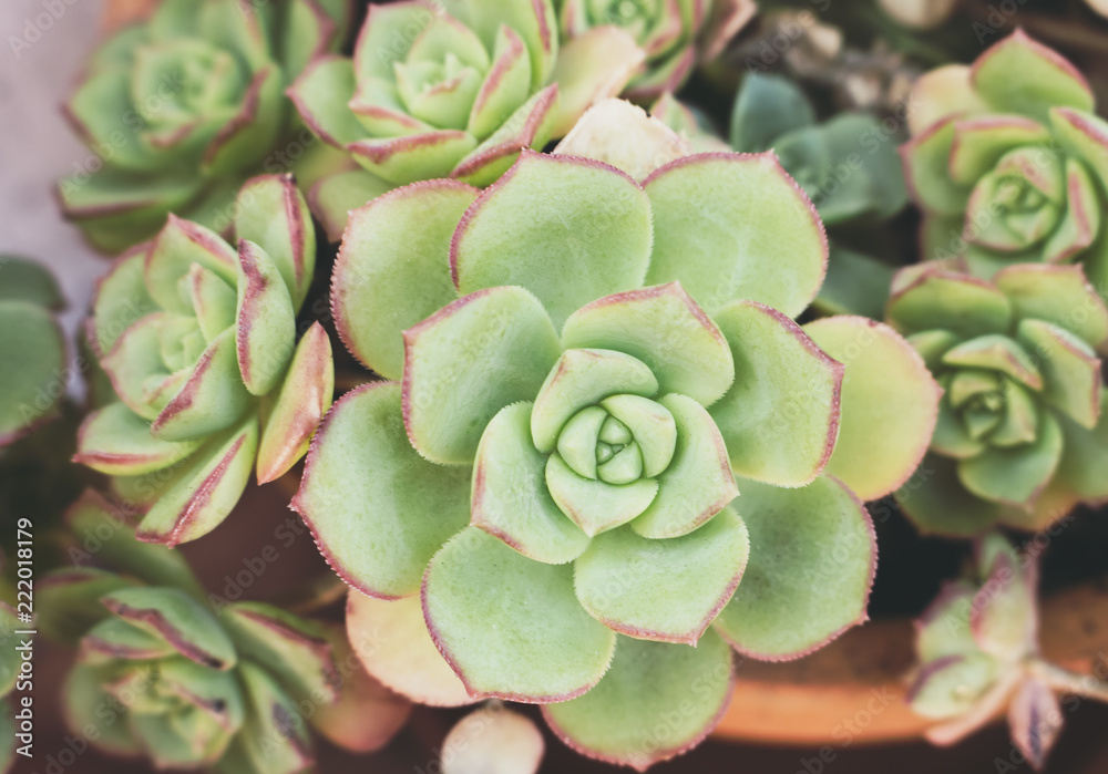 buy succulents near me Succulent Variety Packs