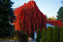 Fall Red Leafs Climb A Multi Stored Building Fasade, Omitting Windows. Seasonal Autumn Background