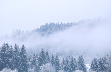 Fotoroleta iglasty drzewa góra alpy śnieg