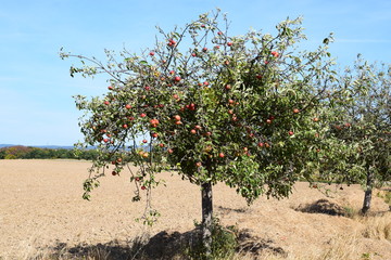 Sticker - Apfelbaum