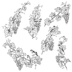 Wall Mural - Hand Drawn Goldfinch on Grape Branches Sketch