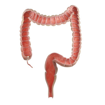 3d rendered medically accurate illustration of an anterior cut of the human colon