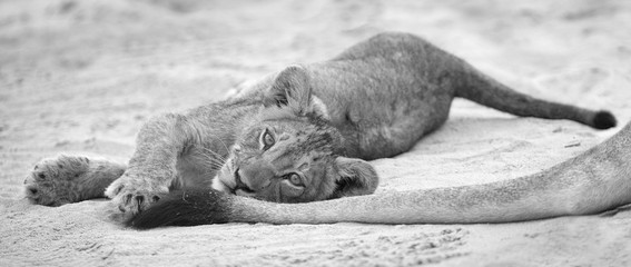 Wall Mural - Small lion cub lay down to rest on soft Kalahari sand and play with mother’s tail