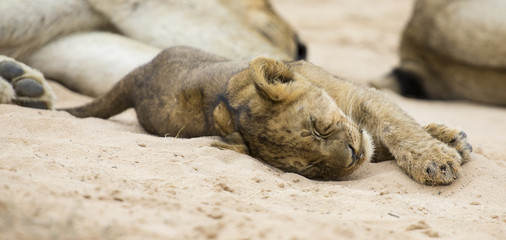 Wall Mural - Small lion cub lay down to sleep on soft Kalahari sand