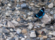 blue butterfly on the stones
