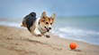 © Мария Давыдова - corgi dog on beach