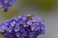 Plasterer Bee (Colletes Sp.) On A Flower