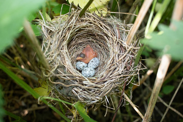 Canvas Print - Acrocephalus palustris. The nest of the Marsh Warbler in nature. Common Cuckoo