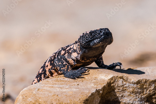 Photographie Lizard Gila Monster( Heloderma suspectum)
