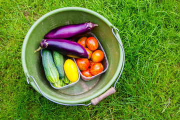 Home gardening with own home produced vegetables and unique and delicious egg plants, tomatoes and cucumbers in green and yellow colors