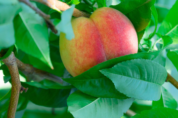 One juicy, ripe peach on a tree, close-up